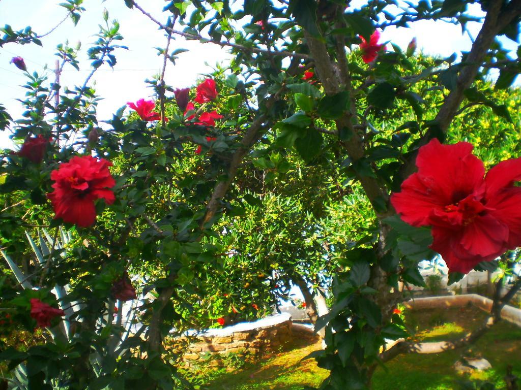 Paros Rita Studios ปิโซ ลิวาดิ ห้อง รูปภาพ